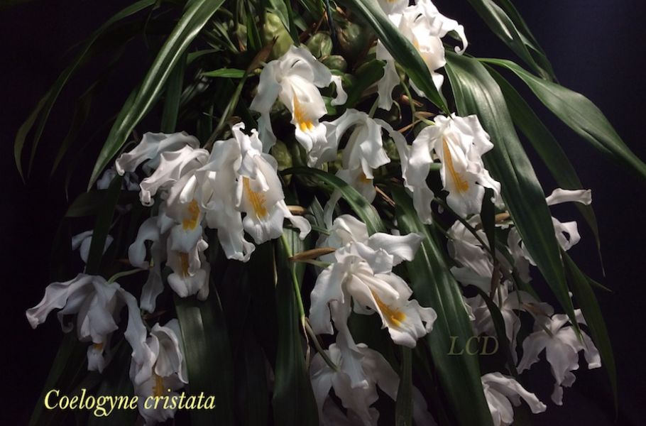 Coelogyne cristata