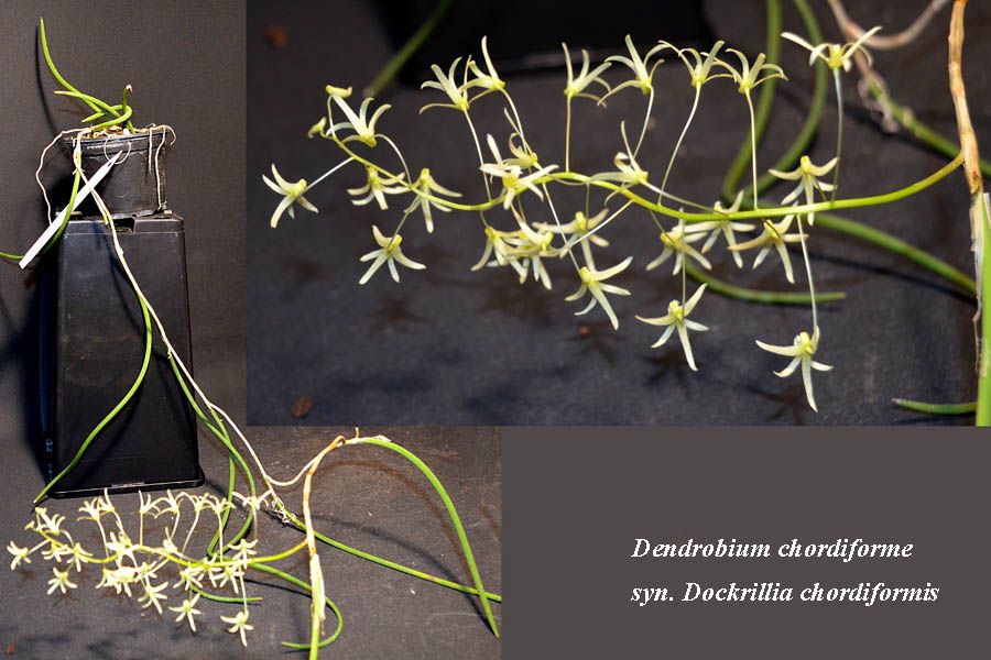 Dendrobium chordiforme