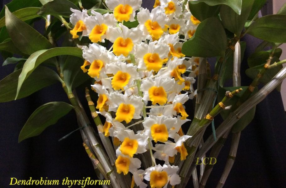 Dendrobium thyrsiflorumJPG