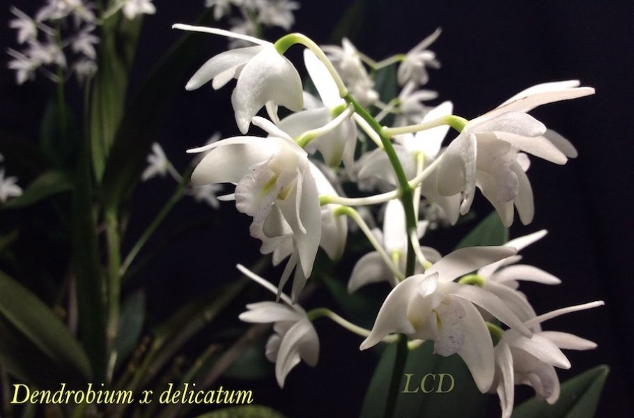 Dendrobium delicatum