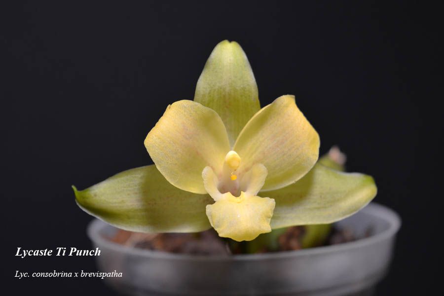 Lycaste Ti Punch
