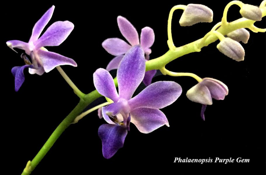 Phalaenopsis Purple Gem