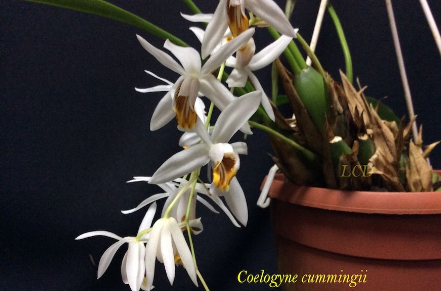 Coelogyne cummingii.PG