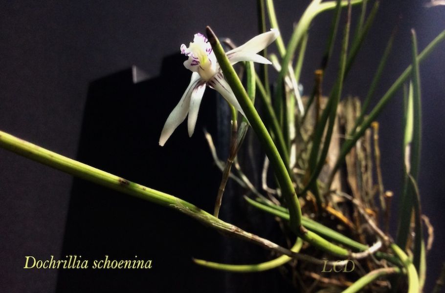 Dockrillia Schoenina