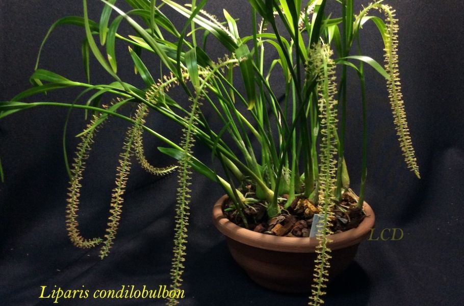 Liparis condilobulbon