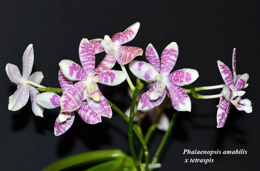 Phalaenopsis amabilis x tetraspis