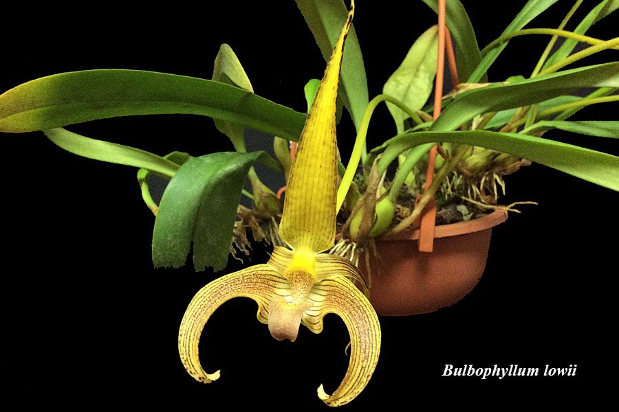 Bulbophyllum lowii