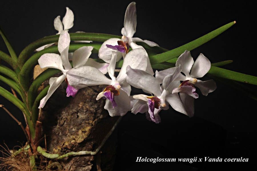 Holcoglossum wangii x Vanda coerulea