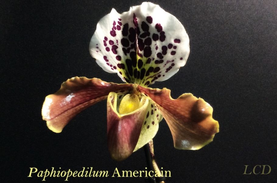 Paphiopedilum Américain