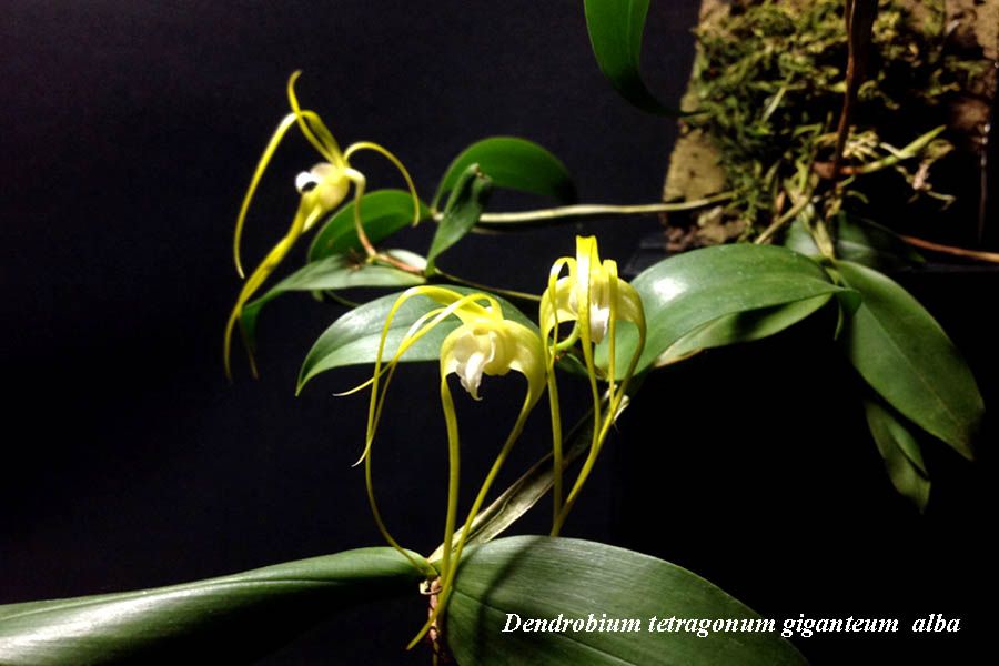 Dendrobium tetragonum giganteum alba
