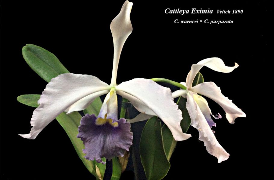 Cattleya Eximia
