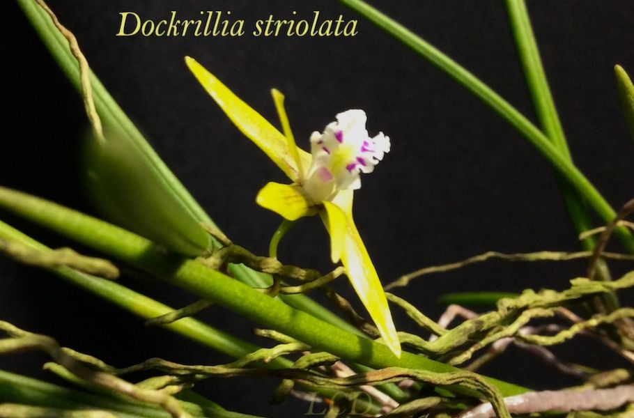 Dockrillia striolata