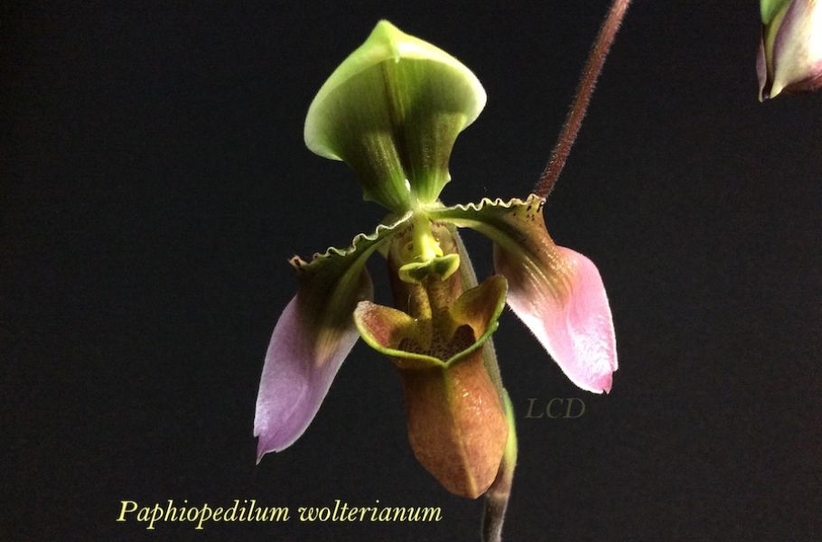 Paphiopedilum wolterianumJPG