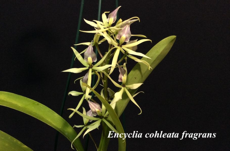 Encyclia cohleata fragrans