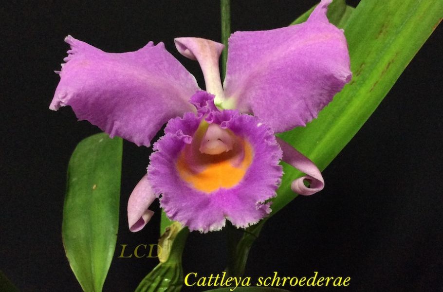 Cattleya schroederae.PG