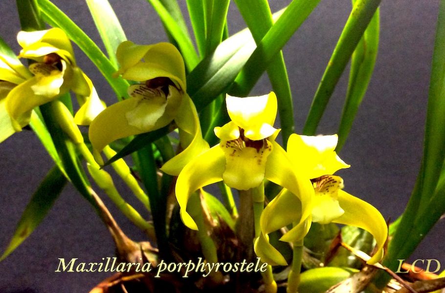 Maxillaria porphyrosteleJPG