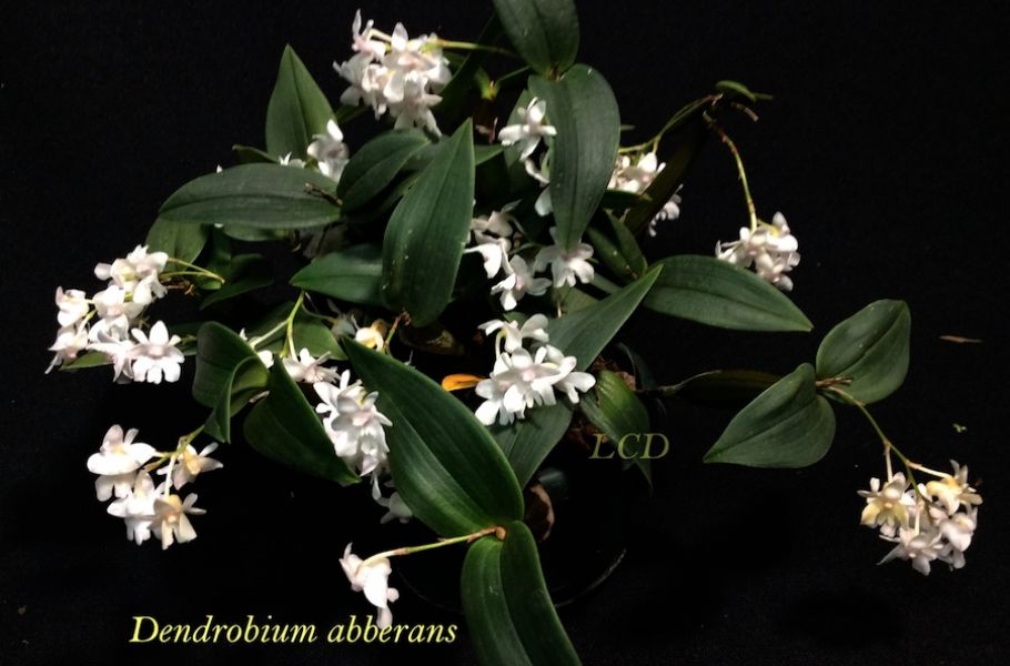 Dendrobium abberans