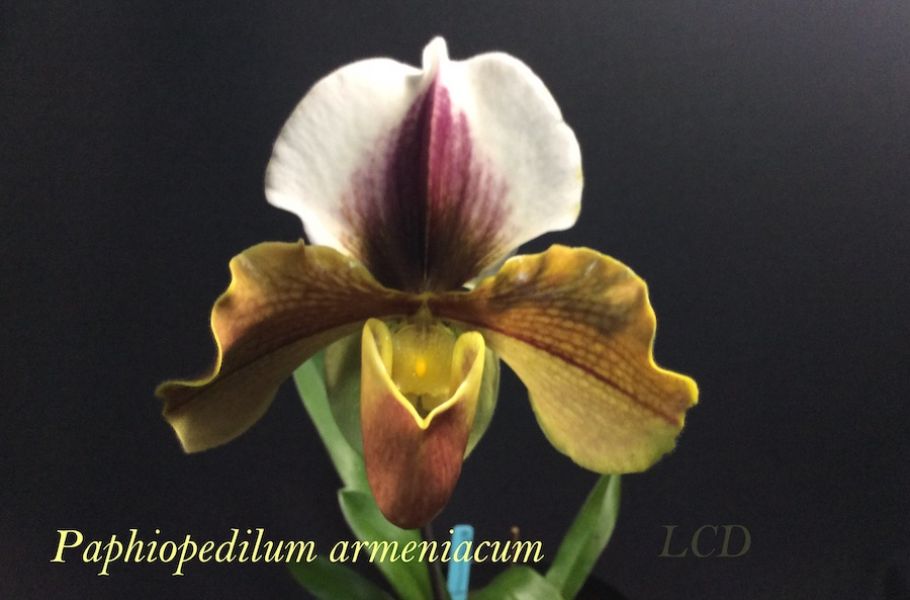 Paphiopedilum armeniacum