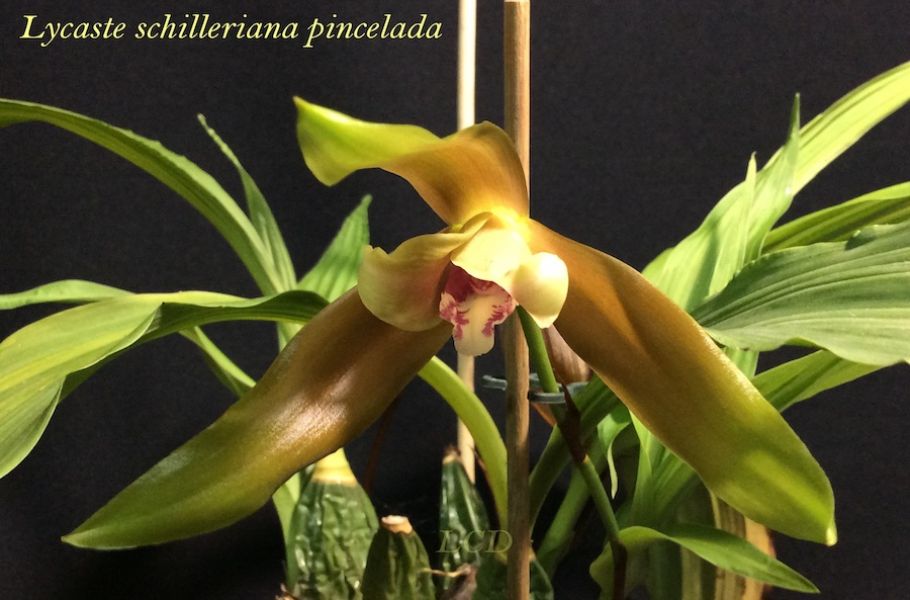 Lycaste schilleriana