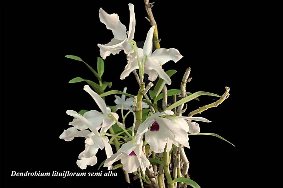 Dendrobium lituiflorum semi alba