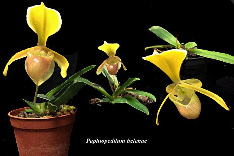 Paphiopedilum helenae