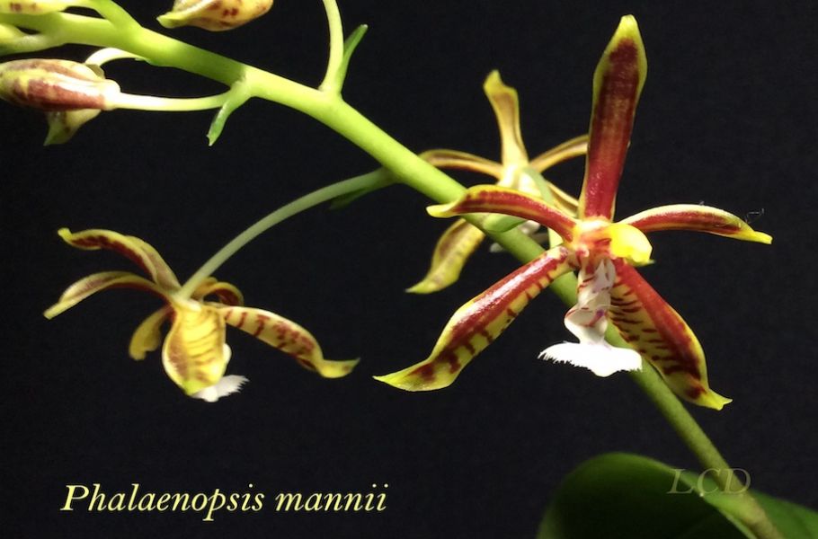 Phalaenopsis mannii