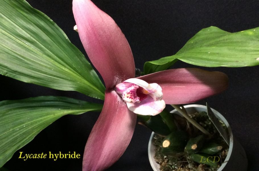 Lycaste hybride