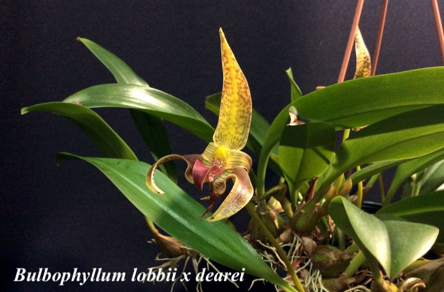 Bulbophyllum lobbii x dearei