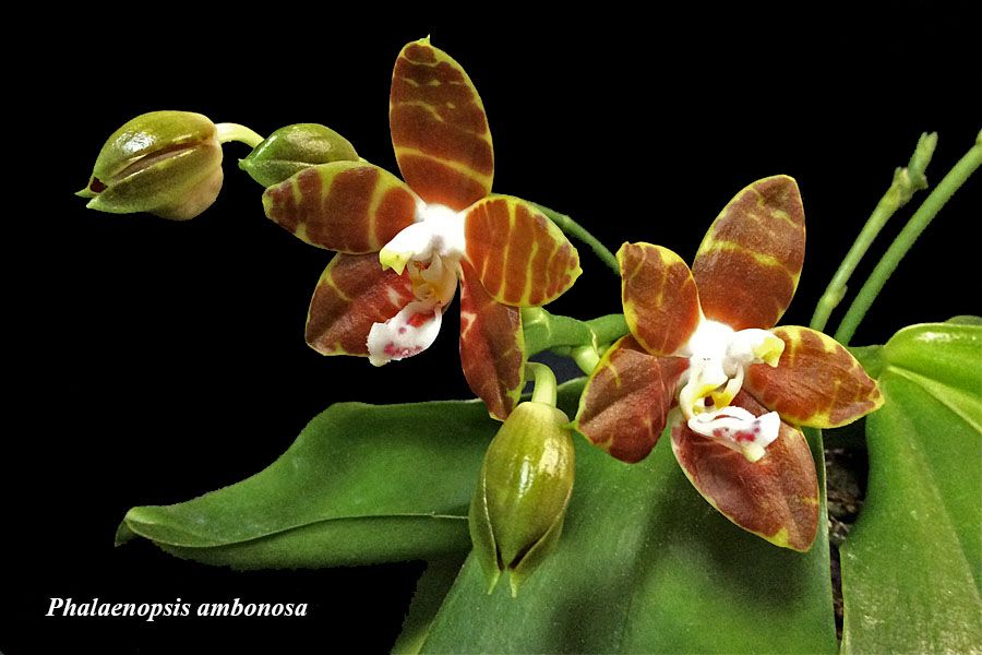 Phalaenopsis ambonosa