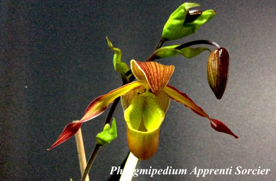 Phragmipedium Apprenti Sorcier