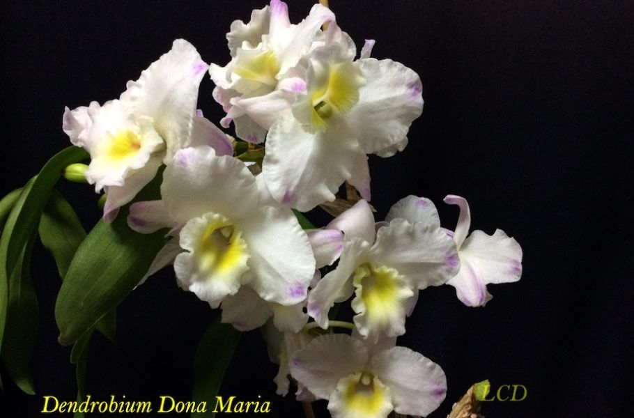 Dendobium Dona Maria