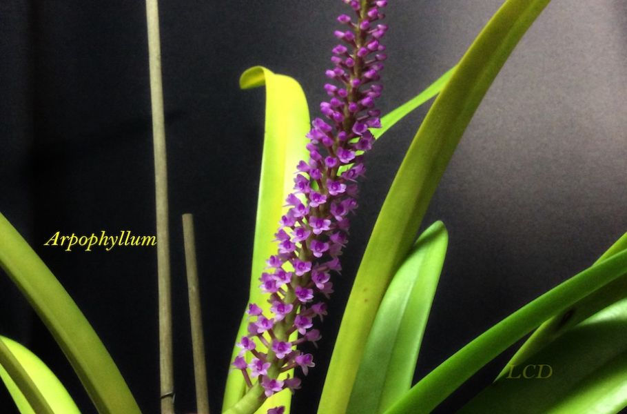 ArpophyllumJPG