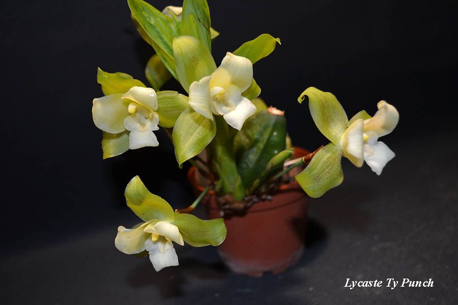 Lycaste Ty Punch
