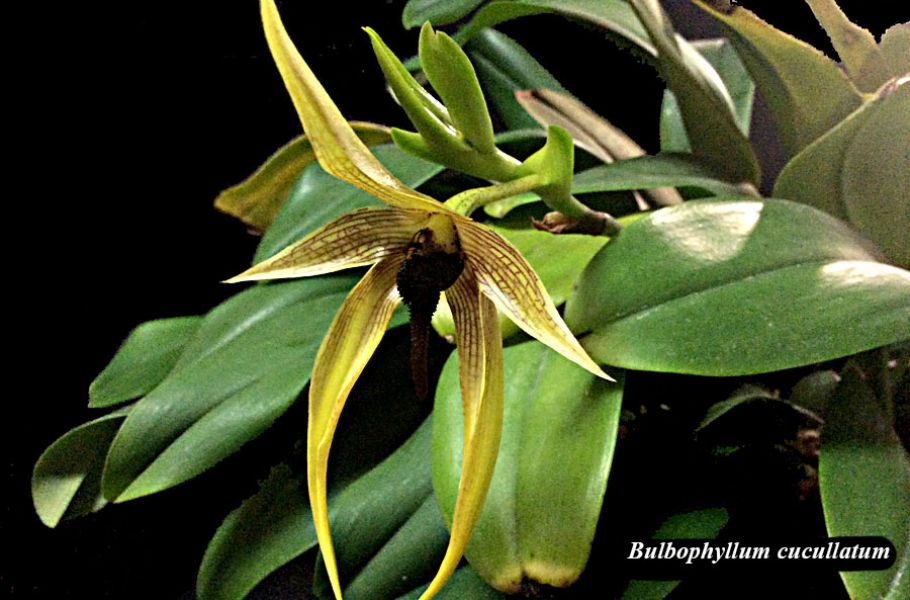 Bulbophyllum cucullatum