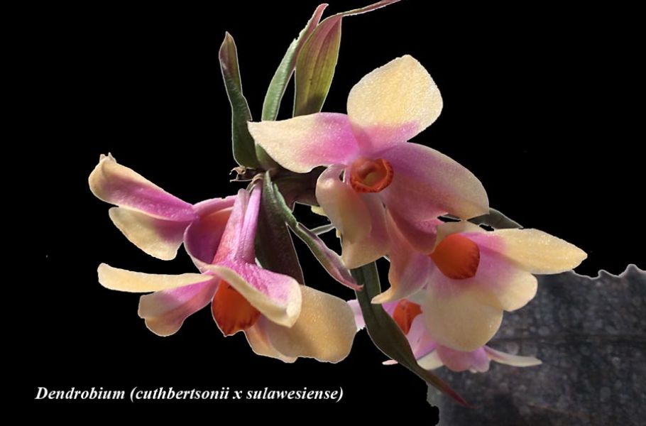 Dendrobium (cuthbertsonii x sulawesiense)