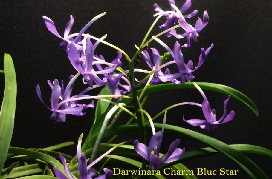 Darwinara Charm Blue Star