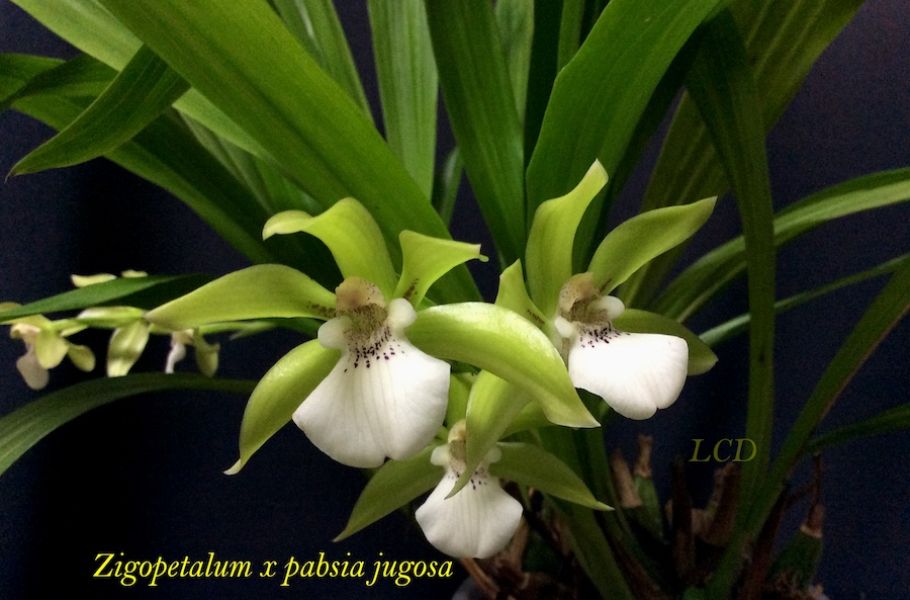 Zygopetalum x Pabsia