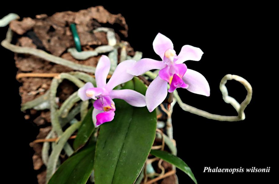 Phalaenopsis wilsonii