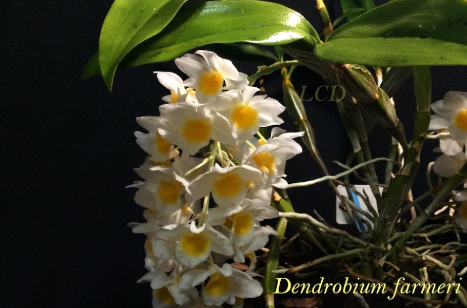 Dendrobium farmeri