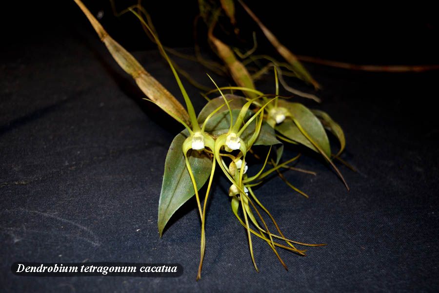 Dendrobium tetragonum cacatua