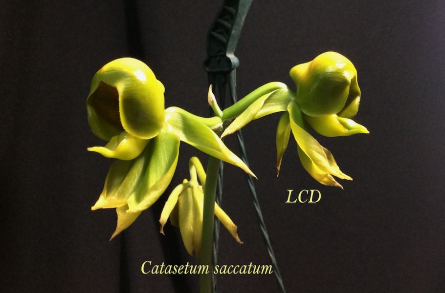 Catasetum sacatum