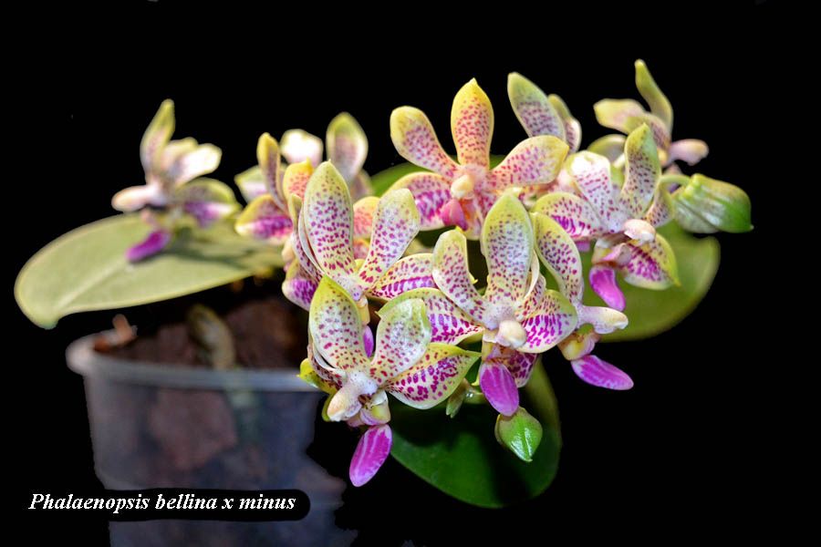 Phalaenopsis bellina minus