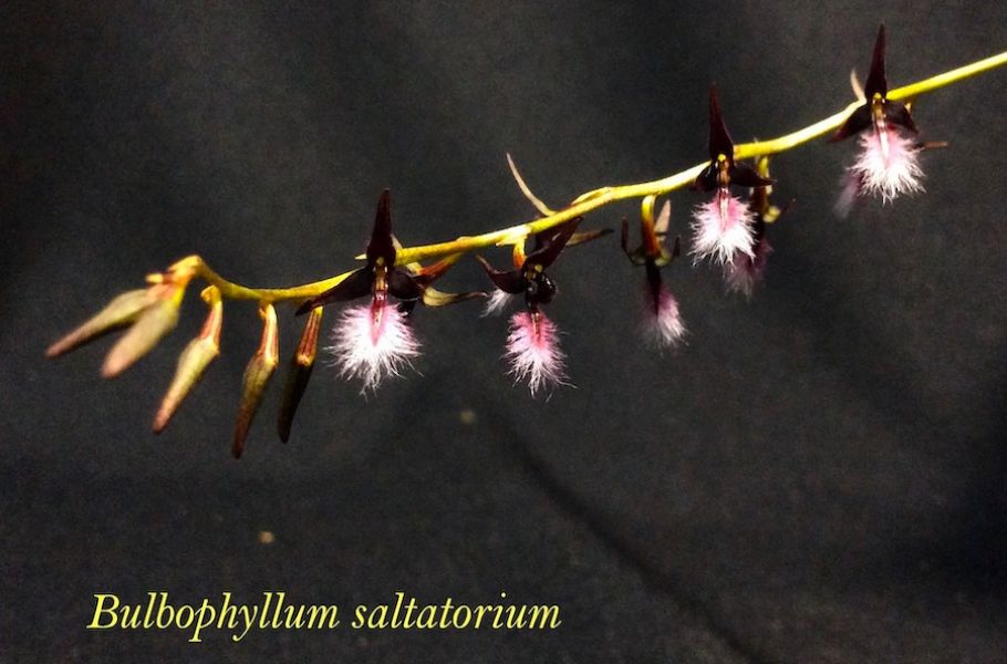 Bulbophyllum saltatorium