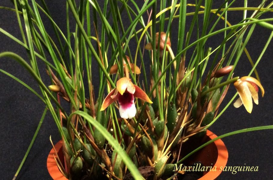 Maxillaria sanguinea