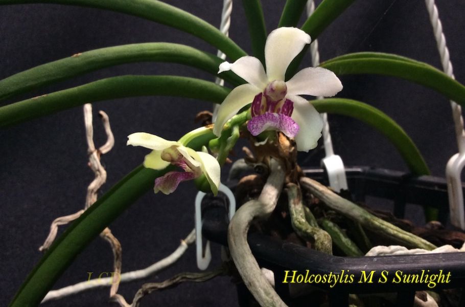 Holcostylis M S Sunlight