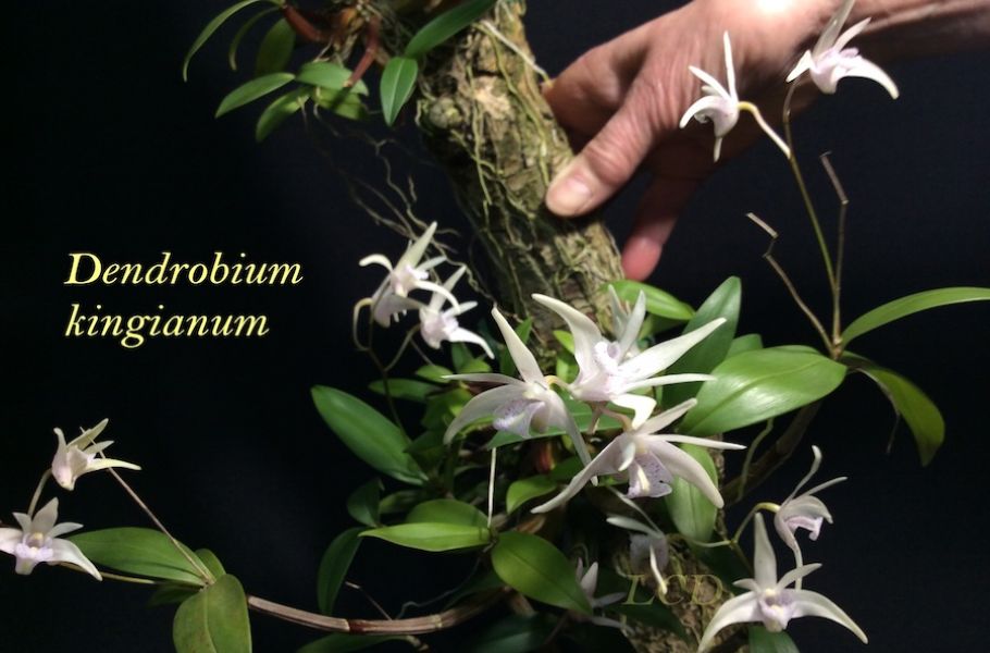 Dendrobium kingianum