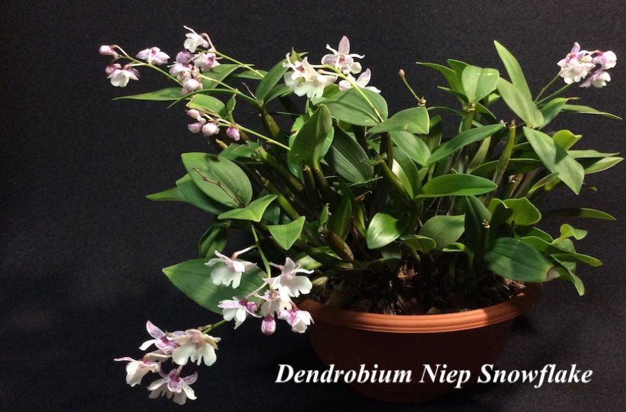 Dendrobium Niep Snowflake