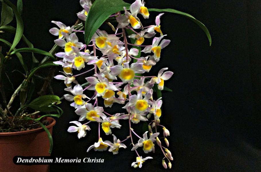 Dendrobium Memoria Christa