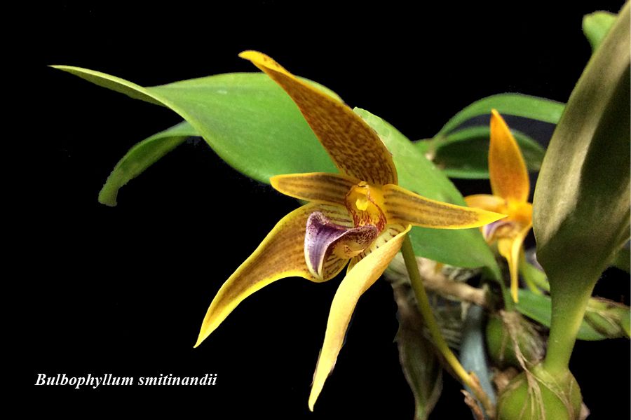 Bulbophyllum smitinandii 