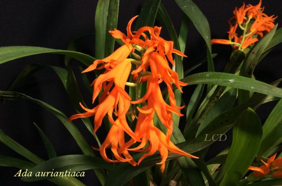 Ada aurantiaca